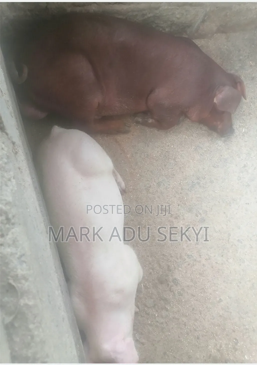 Farm Pigs.