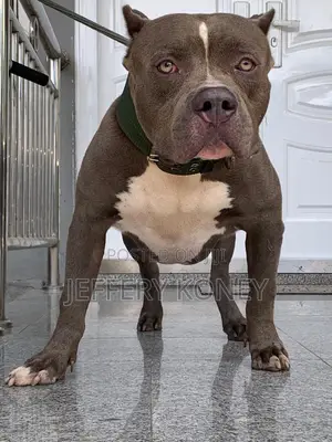 1+ year Male Purebred American Pit Bull Terrier