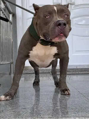 1+ year Male Purebred American Pit Bull Terrier