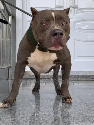 1+ year Male Purebred American Pit Bull Terrier