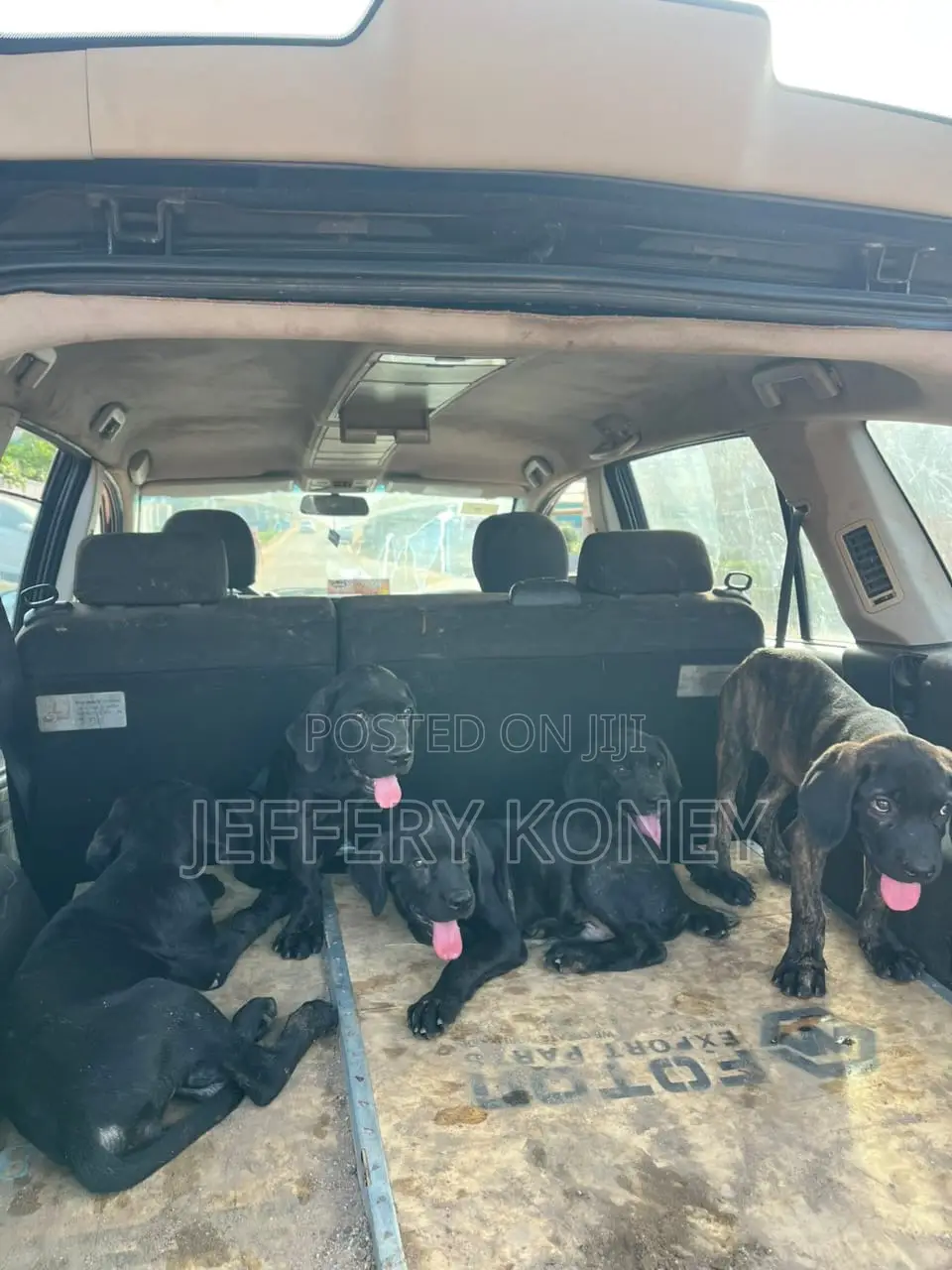 1-3 months Male Purebred Boerboel