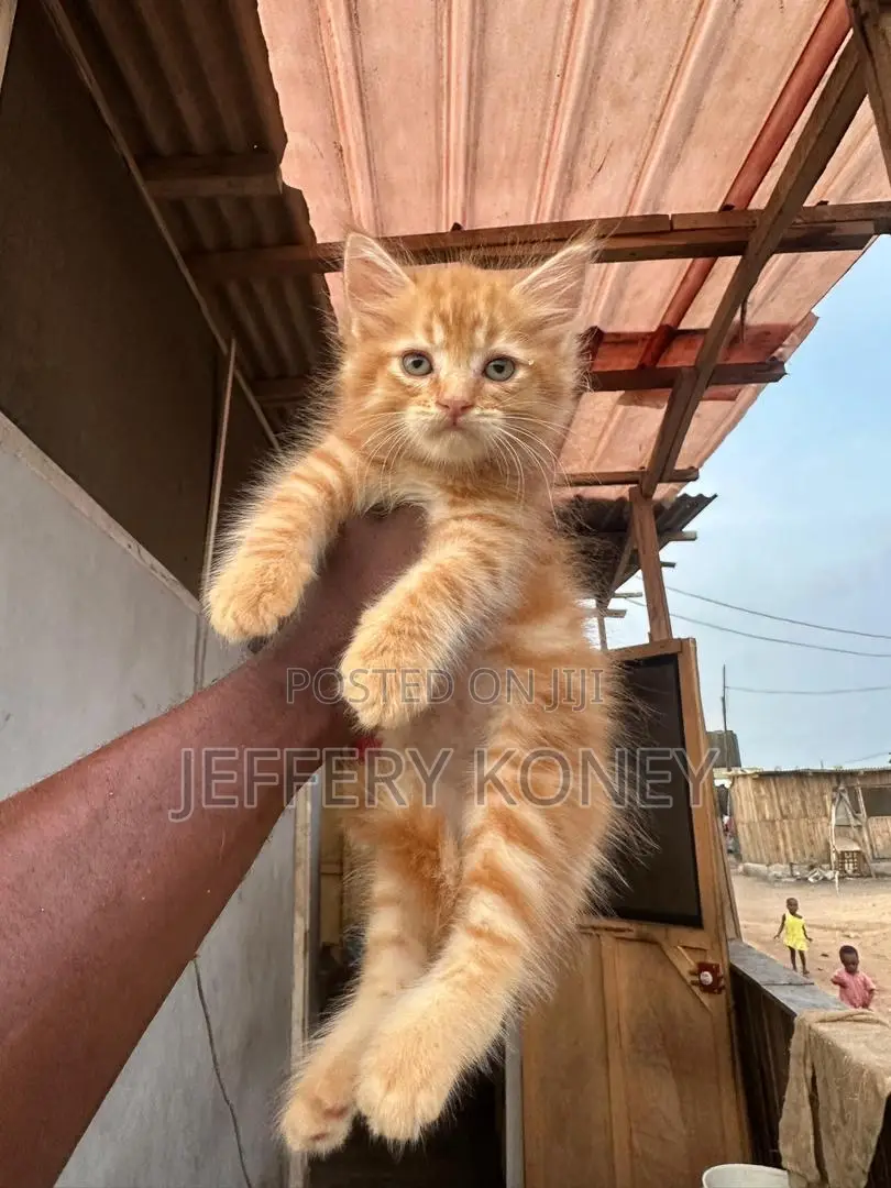 1-3 months Male Purebred Maine Coon