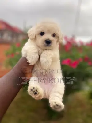 1-3 months Male Purebred Poodle