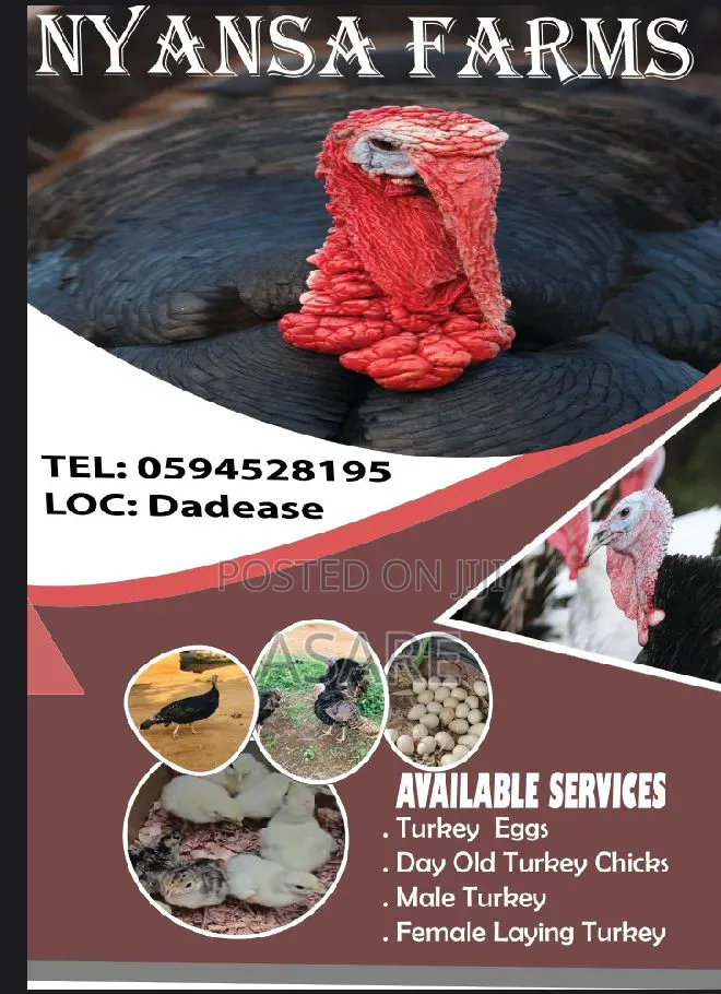 Professional Graphics Designer - Nysa Networks