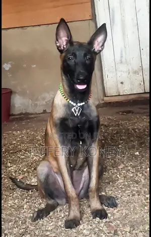 6-12 months Female Purebred Belgian Malinois