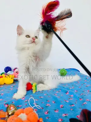 0-1 month Male Purebred Persian