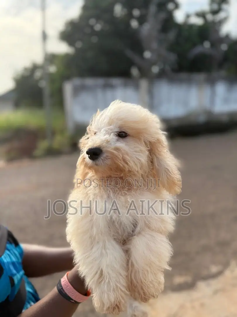 3-6 months Male Purebred Poodle