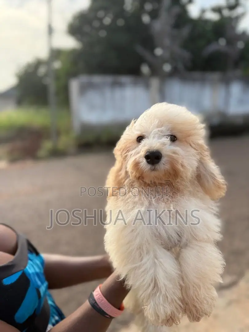 3-6 months Male Purebred Poodle