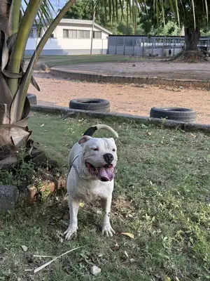 1+ year Male Purebred American Bulldog