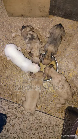 1-3 months Female Purebred French Bulldog