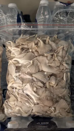 Organic Oyster Mushrooms For Sale ( Both Fresh And Dried)