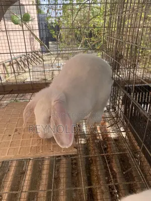 Rabbit for Sale