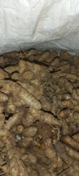 Tumeric for Sale in Large Quantities