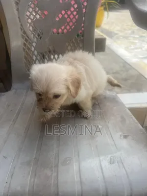 1-3 months Female Purebred Maltipoo