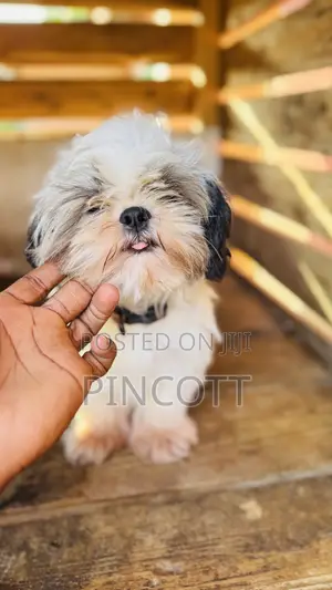 3-6 months Female Purebred Shih Tzu