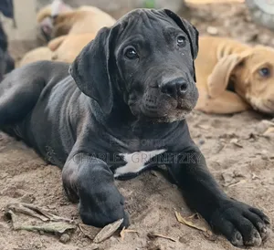 3-6 months Male Purebred Boerboel