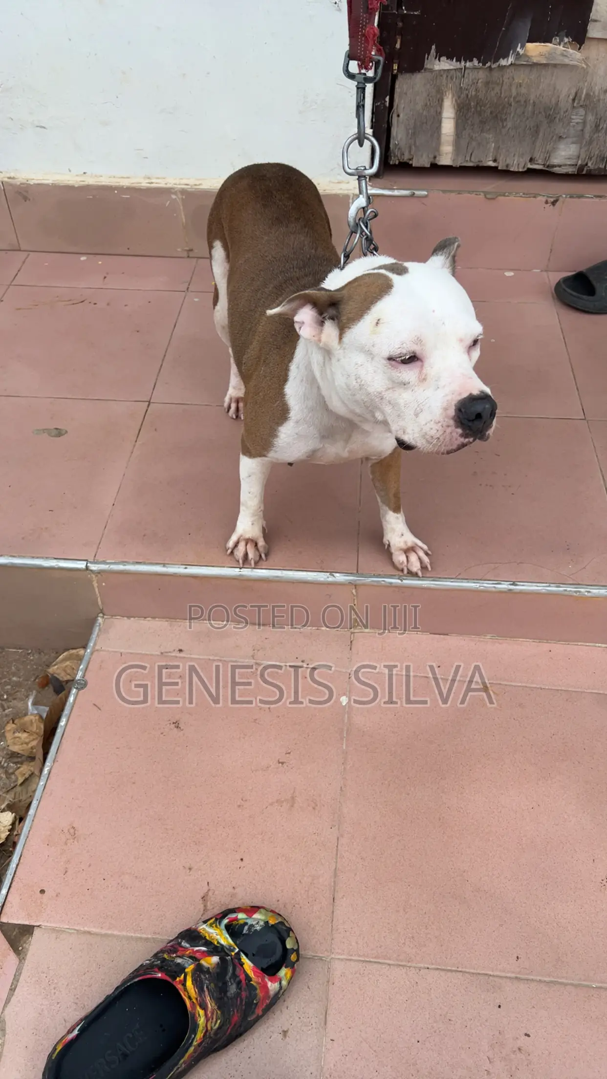 1+ year Female Purebred American Pit Bull Terrier
