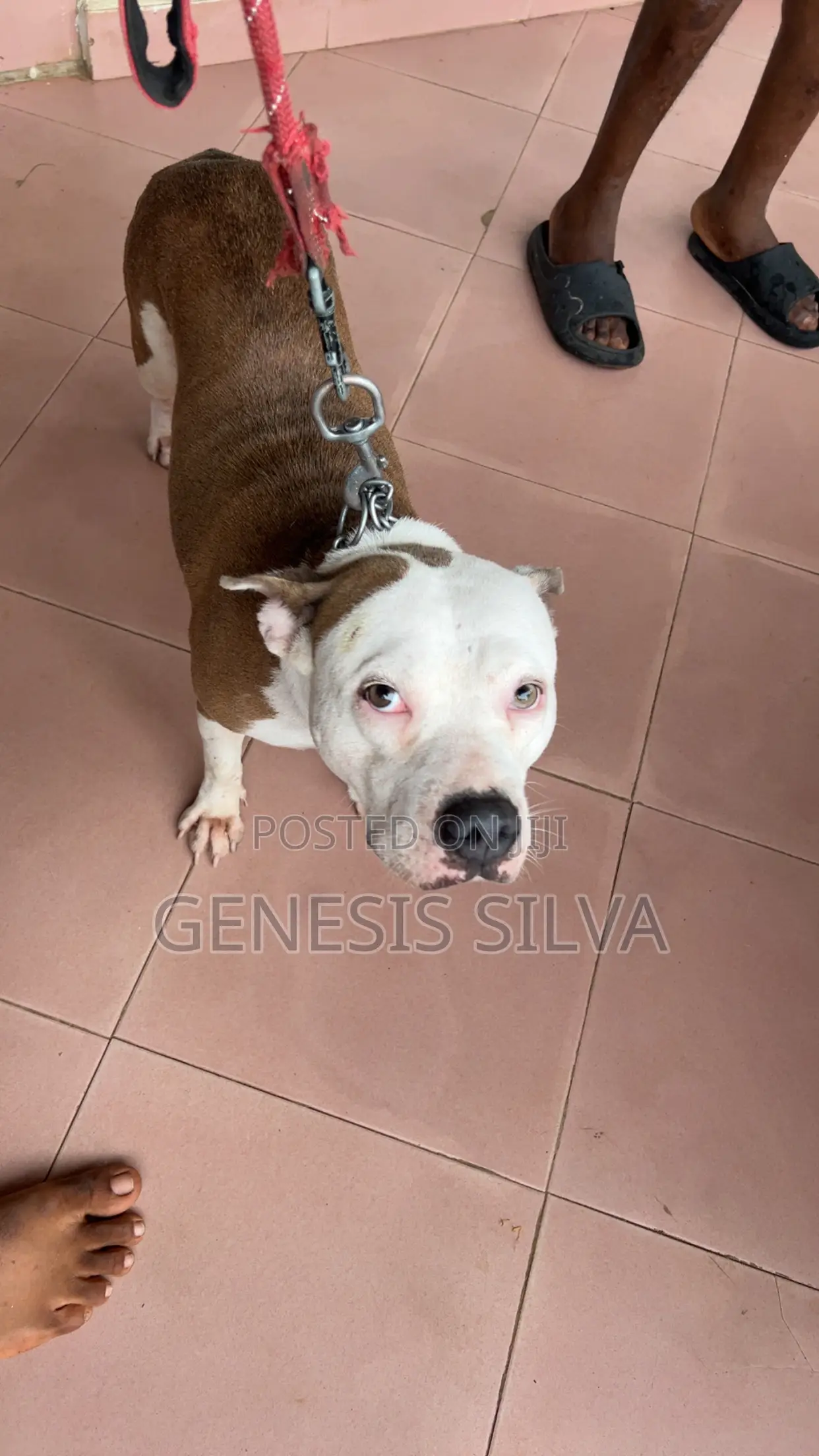 1+ year Female Purebred American Pit Bull Terrier