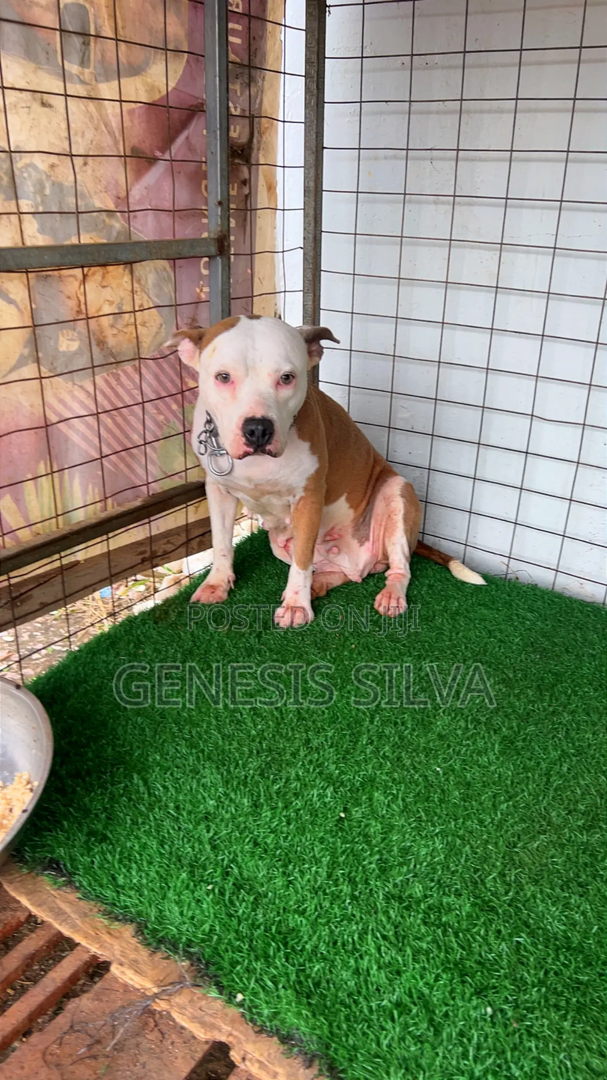 1+ year Female Purebred American Pit Bull Terrier