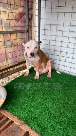 1+ year Female Purebred American Pit Bull Terrier