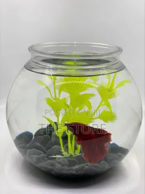 Crystal Clear Desktop Fish Bowl for Sale