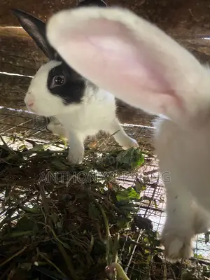 Male Rabbits 7months Old