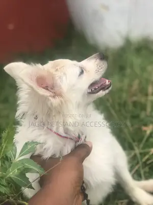 3-6 months Female Purebred American Eskimo