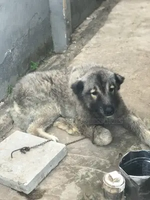1+ year Male Purebred Caucasian Shepherd