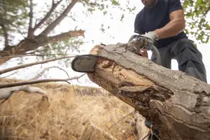 Tree Cutting And Fumigation