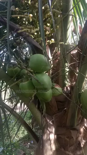 Dwarf and Hybrid Coconut Seedlings