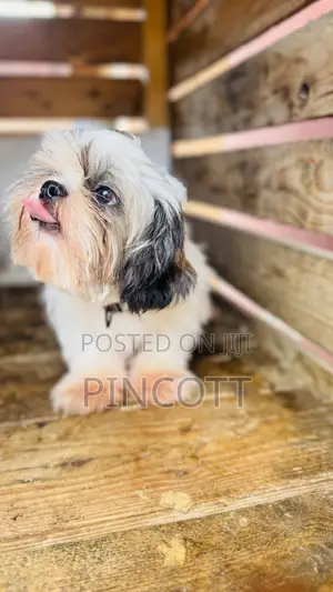 3-6 months Female Purebred Shih Tzu
