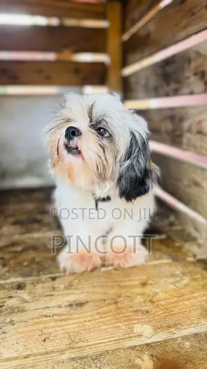3-6 months Female Purebred Shih Tzu