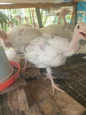 8 Weeks Old Hybrid Turkey for Sale