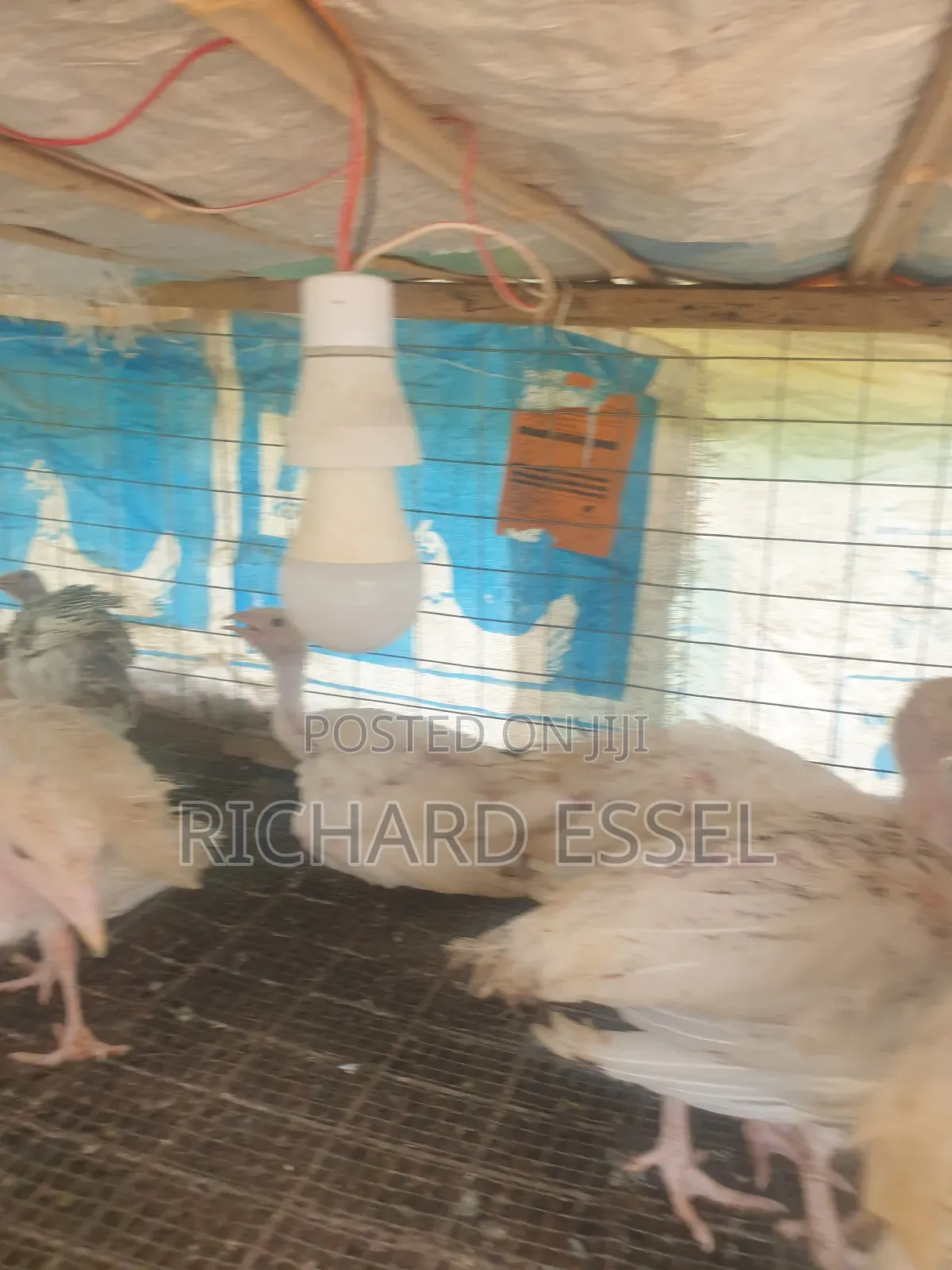 8 Weeks Old Hybrid Turkey for Sale