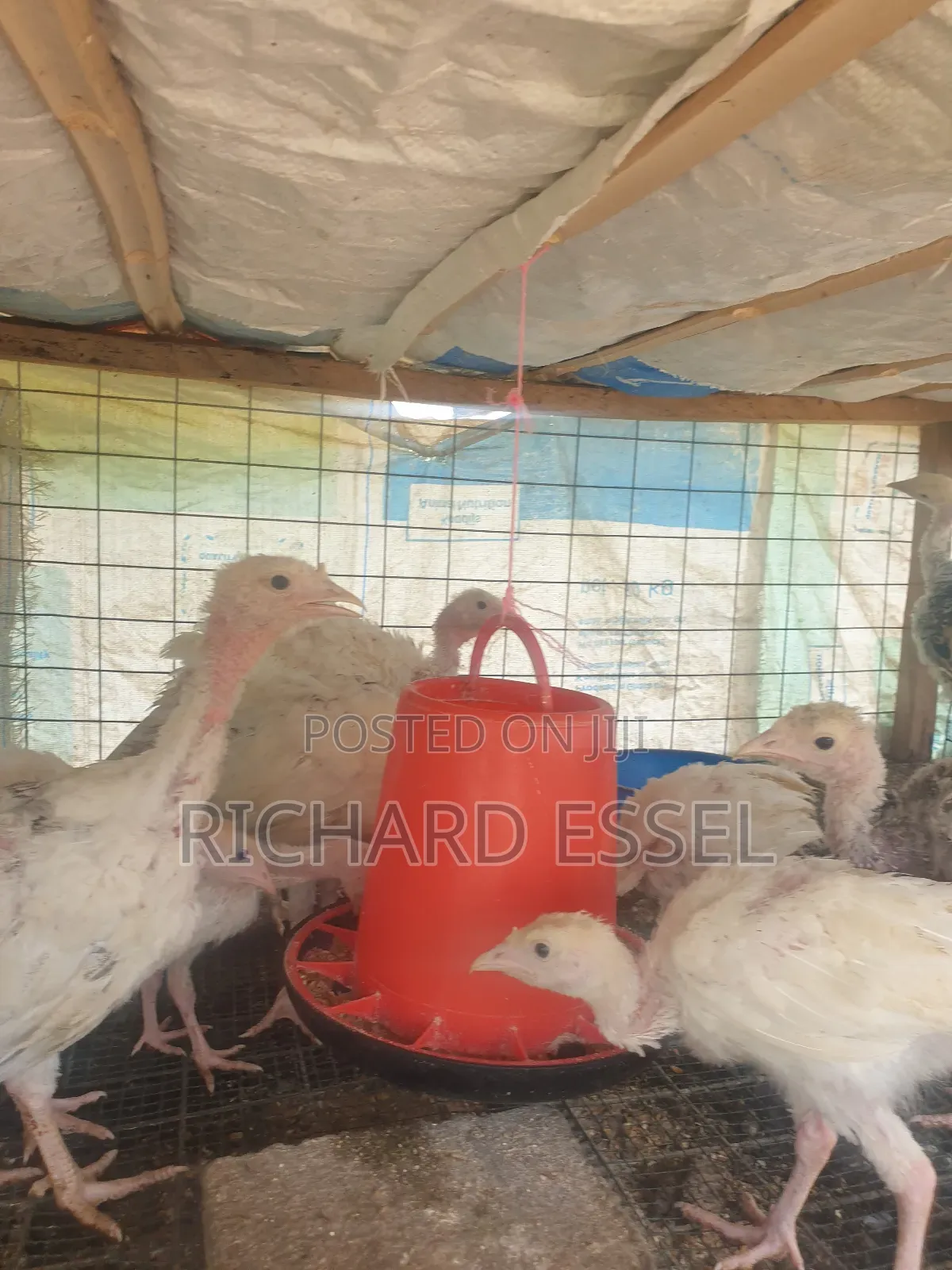 8 Weeks Old Hybrid Turkey for Sale