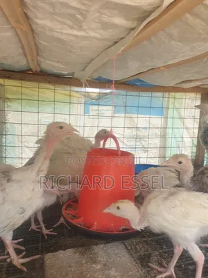 8 Weeks Old Hybrid Turkey for Sale