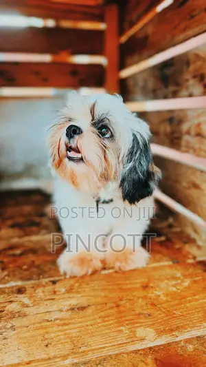 3-6 months Female Purebred Shih Tzu