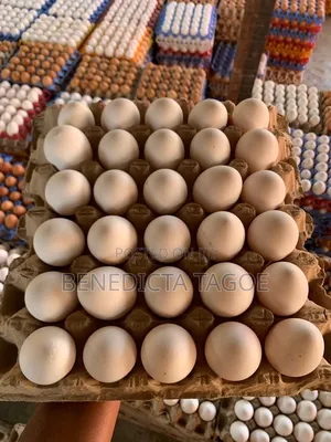 Fresh Eggs