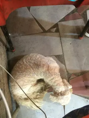 Pet Grooming Services