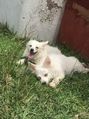 3-6 months Female Purebred American Eskimo