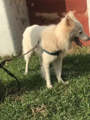Male American Eskimo Available for Stud Services