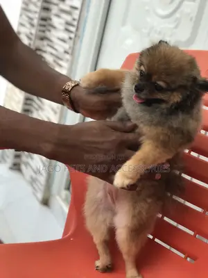 Grooming Services