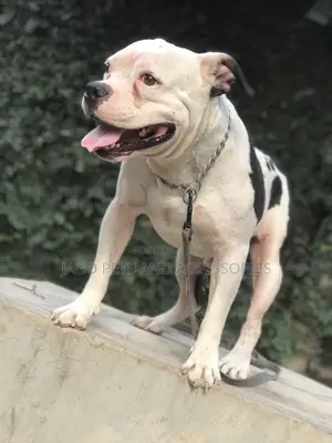 Male Pitbull Available for Stud