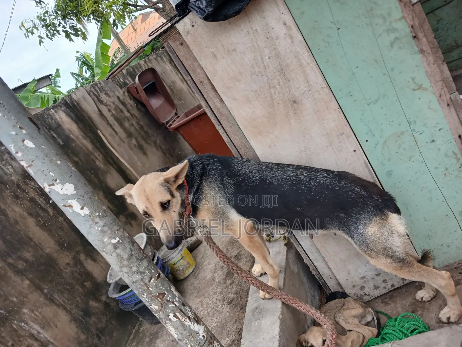 1+ year Female Mixed Breed German Shepherd