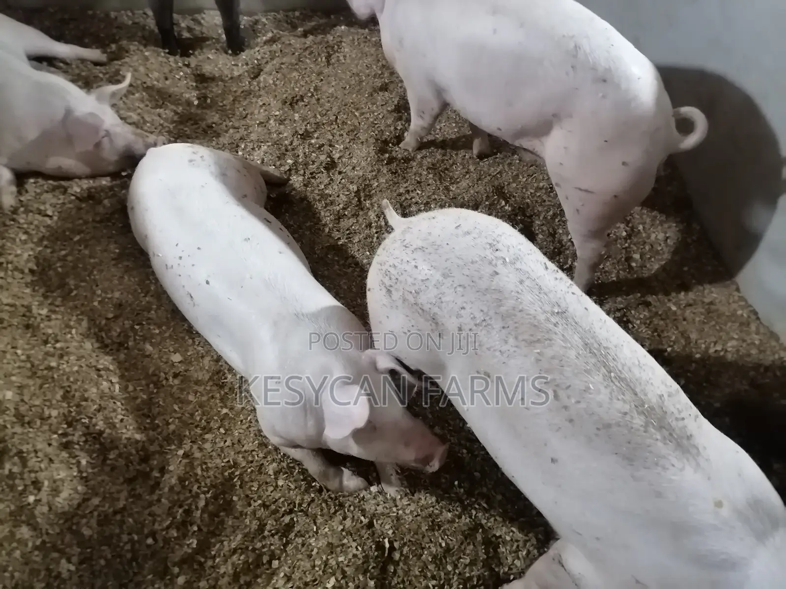 Pigs For Sale