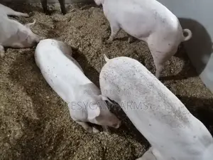 Pigs For Sale