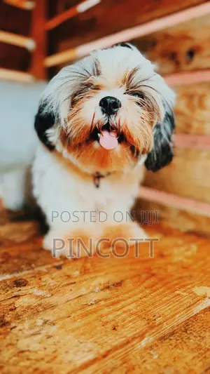 3-6 months Female Purebred Shih Tzu