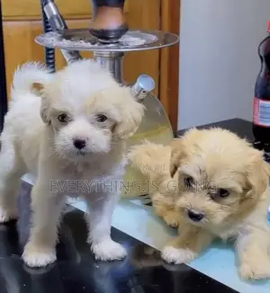 1-3 months Female Purebred Poodle