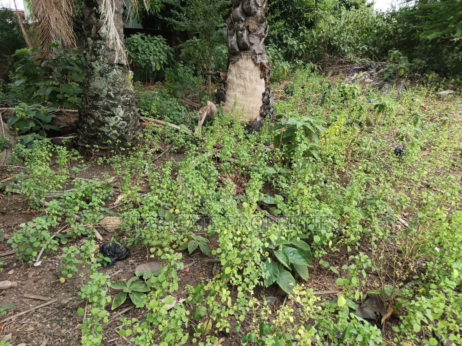 Plot For Sale At Buokrom Estate A Line