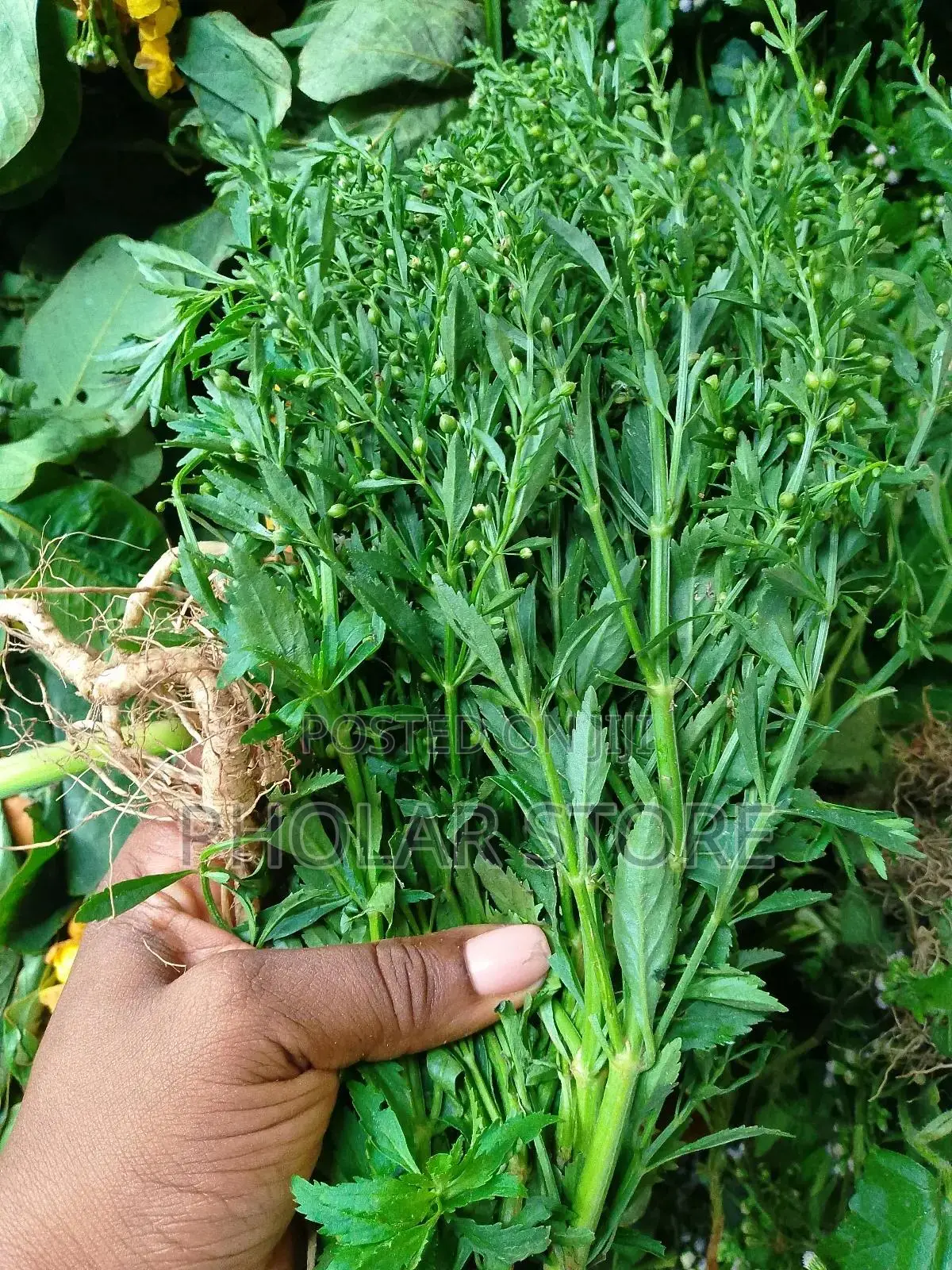 Fresh 40ghc and Dried Plants ( 60ghc Upward ) Are Available